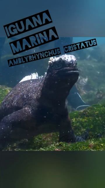 iguana Godzilla, iguana marina de las Galápagos 🦎🦎 смотреть онлайн