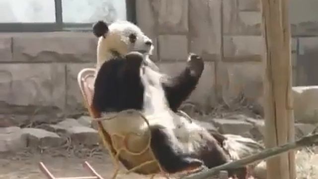 Panda In A Rocking Chair смотреть онлайн