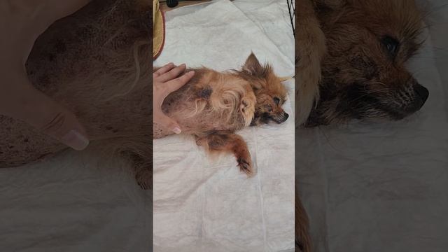 Привет от хвостиков ), шпиц с алопеция и грибком из приюта Ким.