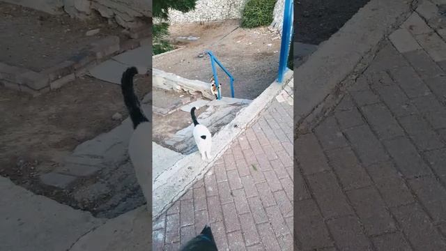 (3) * 198 Коты из банды Харьки дружно идут в столовую на... NEXT смотреть онлайн