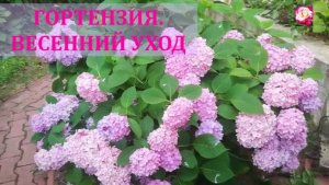 ВЕСЕННИЙ УХОД ЗА КРУПНОЛИСТОВОЙ ГОРТЕНЗИЕЙ