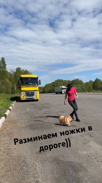 #archi_boss #dog #pomeranian #spitz #собака #шпиц #дорога #Минск #путешествия #беларусь #shorts смотреть онлайн