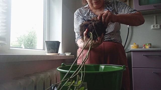 Первый раз сажаю голубику в контейнер. смотреть онлайн