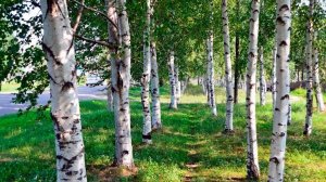 Владимир Белоглазов Берёзки белые