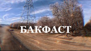 Бакфаст А порода ли? Недостатки и достоинства пчелы