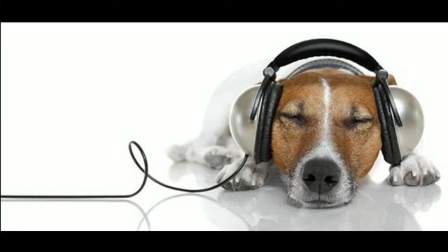 Hunde Remix 2 | Zedd Maren Morris Grey - The Middle смотреть онлайн