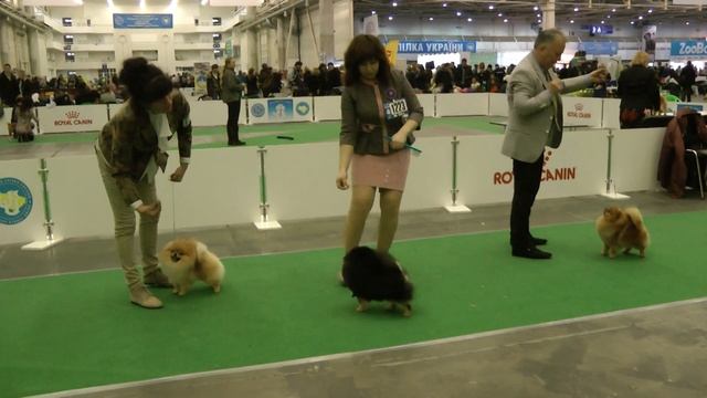 КЛАСС ЧЕМПИОНЫ КОБЕЛИ