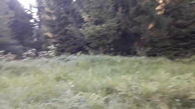 Лес в Сходнице (1 часть) смотреть онлайн