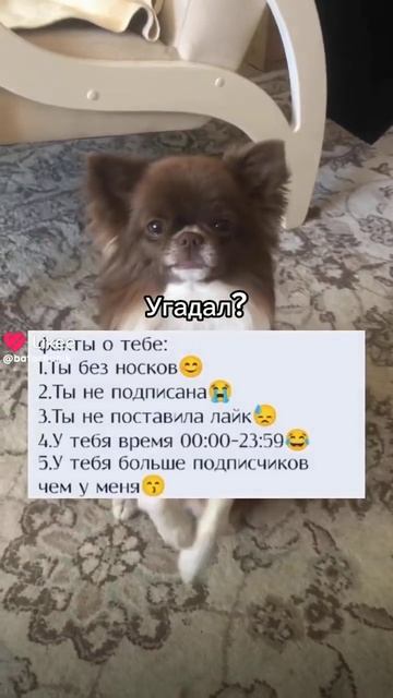 #Собаки #Pomeranian #СуперАктивчик #fyp #LIKEEPet #Гоуврек #Pets  #Lik