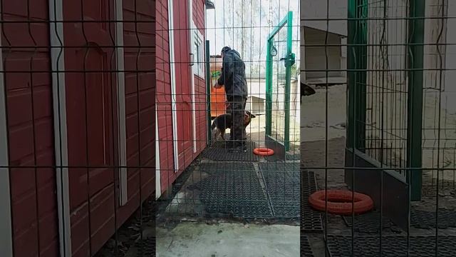 18 коррекция австралийской овчарки хилер