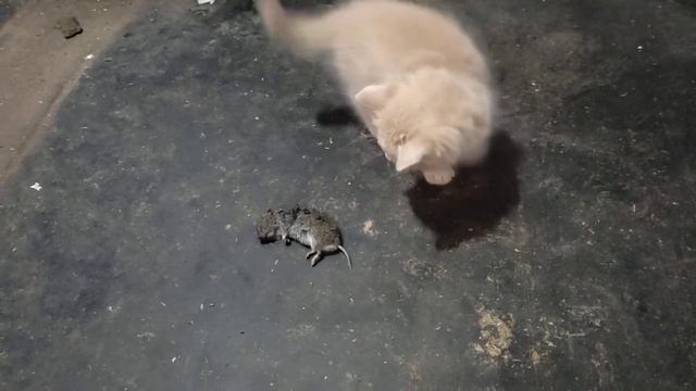котёнок и мышь смотреть онлайн