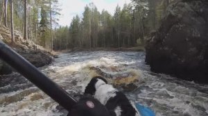 Сплав р.Семча май 2023г. Карелия. Один с собакой на пакрафте