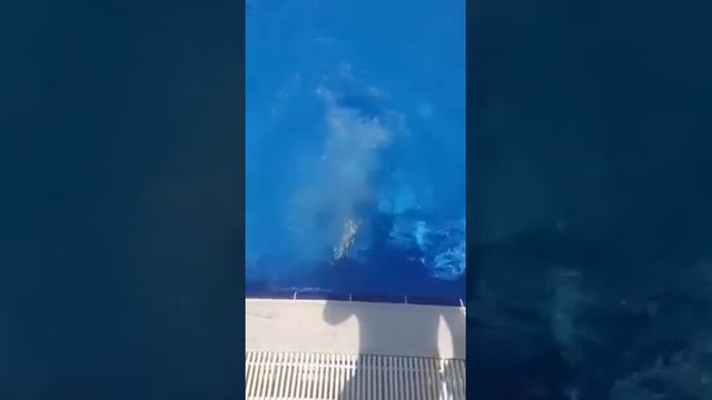 Прыжки в воду Тимур смотреть онлайн