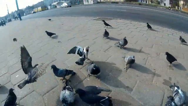Кормим голубяшек) смотреть онлайн