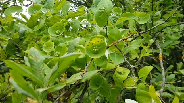 Что это за растение интересно? смотреть онлайн