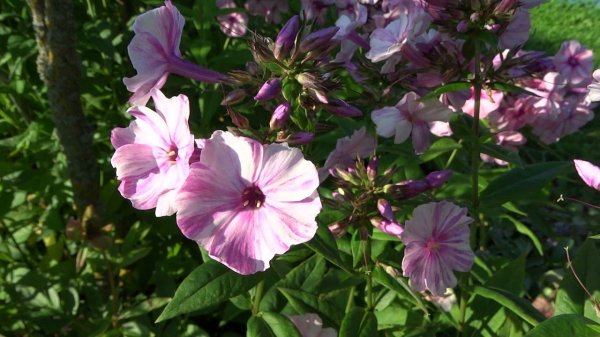 Флокс метельчатый Picasso (Пикассо) - автор неизвестен