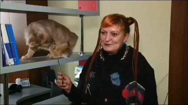 Ирина Шилкина питомник кошек АНГЕЛ СОЛНЦА @https://barnaul-news.net/society/2024/03/01/274713.html смотреть онлайн