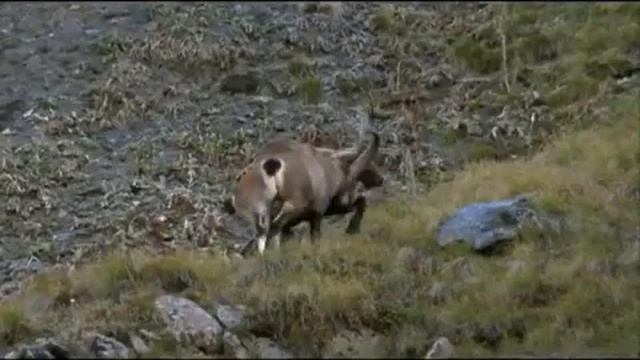 Нашид Гр Наследие