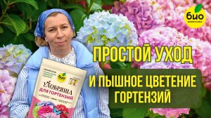 Простой уход и пышное цветение гортензий с УДОБРЯШЕЙ