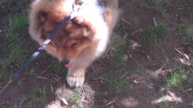 ПОМЕРАНСКИЙ ШПИЦ ГУЛЯЕТ В САДУ смотреть онлайн