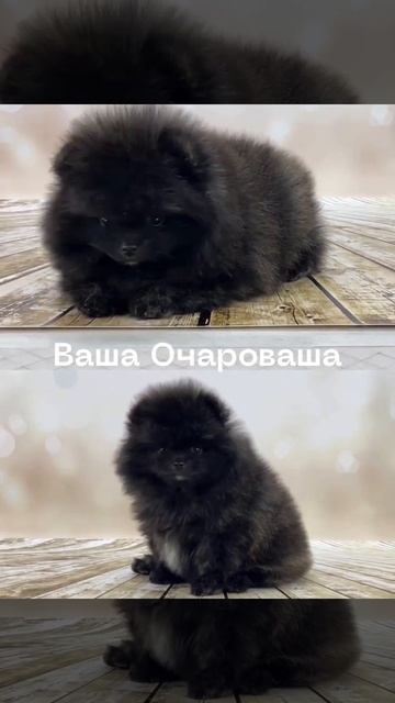 Лэнон сын Лулу смотреть онлайн