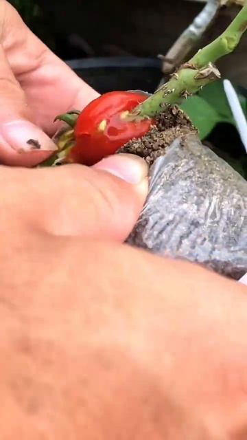 Tried Extracting Rose Branches With Tomatoes And The Results Were Amazing #shorts