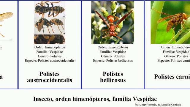 Insecto, orden himenópteros, familia Vespidae vespa vespula ancistrocerus dolichovespula eumenes смотреть онлайн