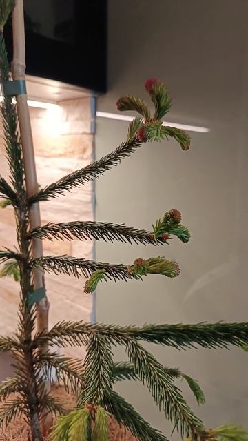 Ель обыкновенная Пунапаула (Picea abies Punapaula). смотреть онлайн