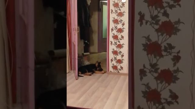 Что Берточка там делает? 😄 смотреть онлайн