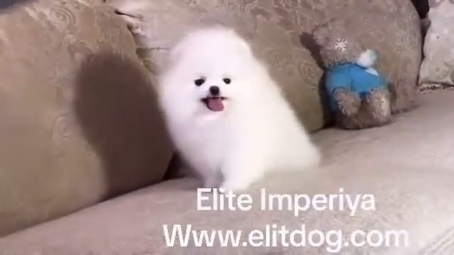 Эксклюзивный мальчик померанского шпица белого окраса в типе мишка! Www.elitdog.com смотреть онлайн
