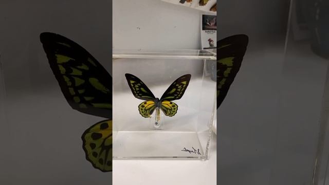 Golden Birdwing Announcement смотреть онлайн