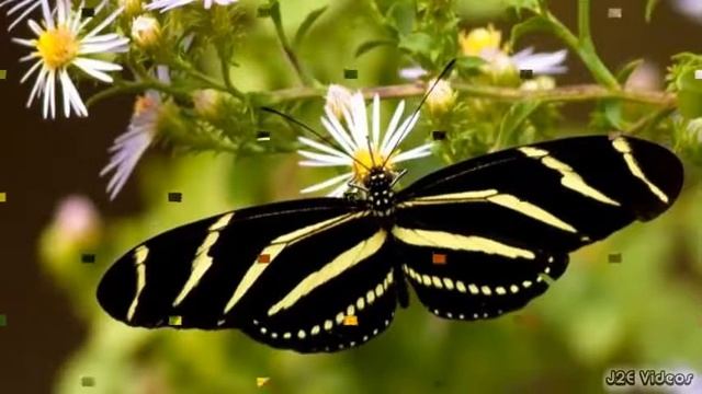 Zebra Longwing Butterfly смотреть онлайн