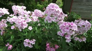 Флокс Роза Пастель  обзор, описание, цветение, отзыв