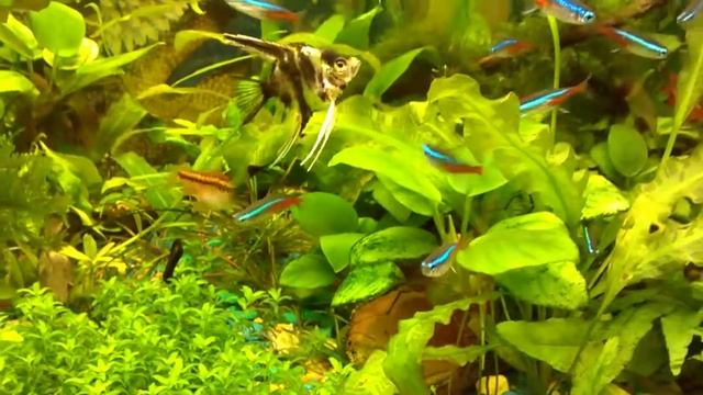 Борьба с водорослями смотреть онлайн