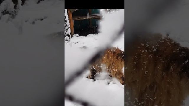 Нелёгкий путь к дому. С первым снегом!!! #viral #video #cats смотреть онлайн