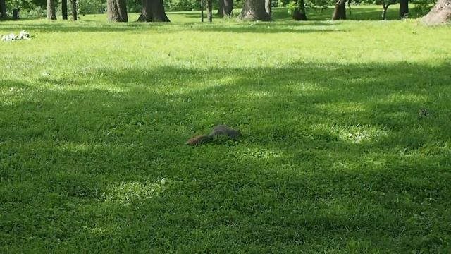 Ох уж эти белки! Squirrels, Squirrels, Squirrels!)