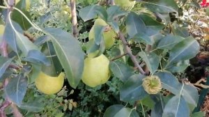 Созрела груша Августовская роса! Взвесим плоды.