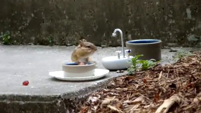 Wild Chipmunk 'Betsy' on a Windy Day смотреть онлайн