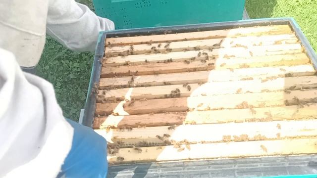 У первых отводков 7 рамок расплода.