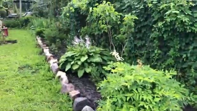 Показываю цветущий сад и газон часть (7)