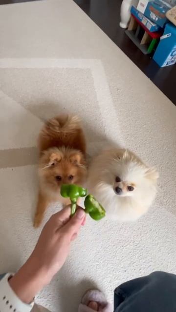 Веган и не очень #pomeranianpuppy #померанскийщпиц #шпицмалыш #шпицы #собаки смотреть онлайн