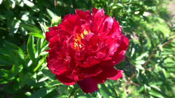 Пион Фаворит ( Favorite) В.Ф. Горобец 2009