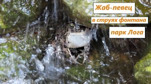 Ария жаба в струях фонтана. И это - не кваканье! Парк Лога. Ростовская область. 24.04.25