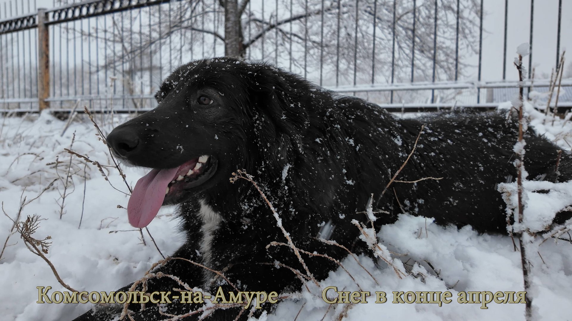 Комсомольск-на-Амуре. Снег в конце апреля. DJI Osmo Pocket 3 смотреть онлайн