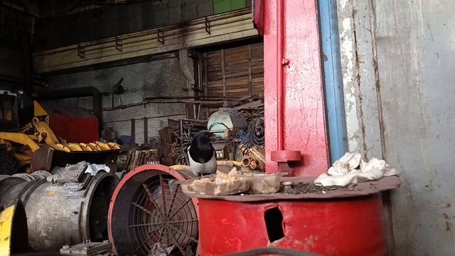 Вот так и прижилась смотреть онлайн