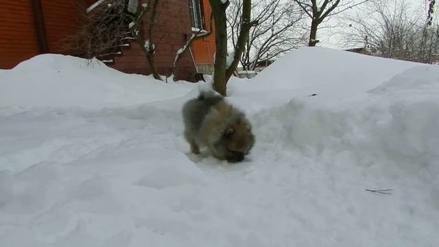 Шпиц Персик смотреть онлайн