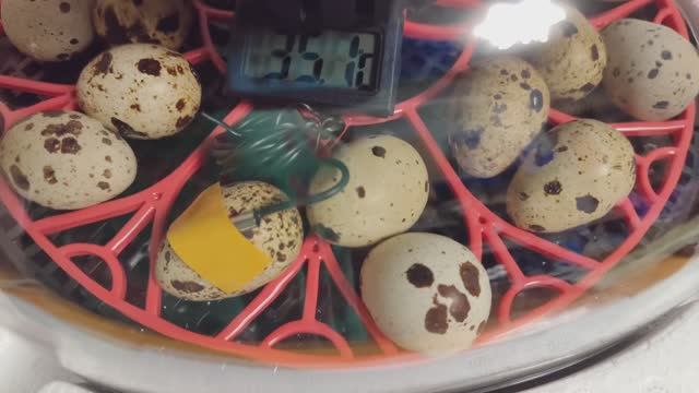 Купили разные инкубаторы, хочу завести своих кур и перепелов!)) смотреть онлайн