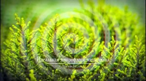 АНТИ ДИСБАКТЕРИОЗ*Идеальный Состав Микрофлоры Кишечника*МЕДИТАЦИЯ+САБЛИМИНАЛ