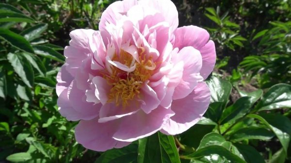 Пион Норсвинд Мэйден ( сеянец Сейдл Н1)/Northwind Maiden (Seidl H1). -Seidl/Bremer 2021