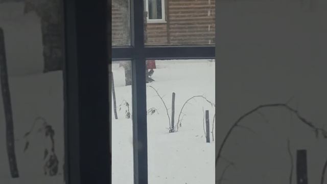 рябчик/Алтай/охота/турбаза Искра смотреть онлайн
